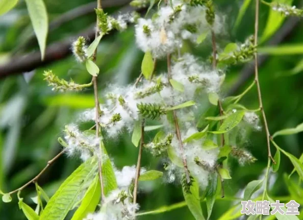 随风飞舞的柳絮，实际上源自柳树的秘密_5月27日每日一题答案