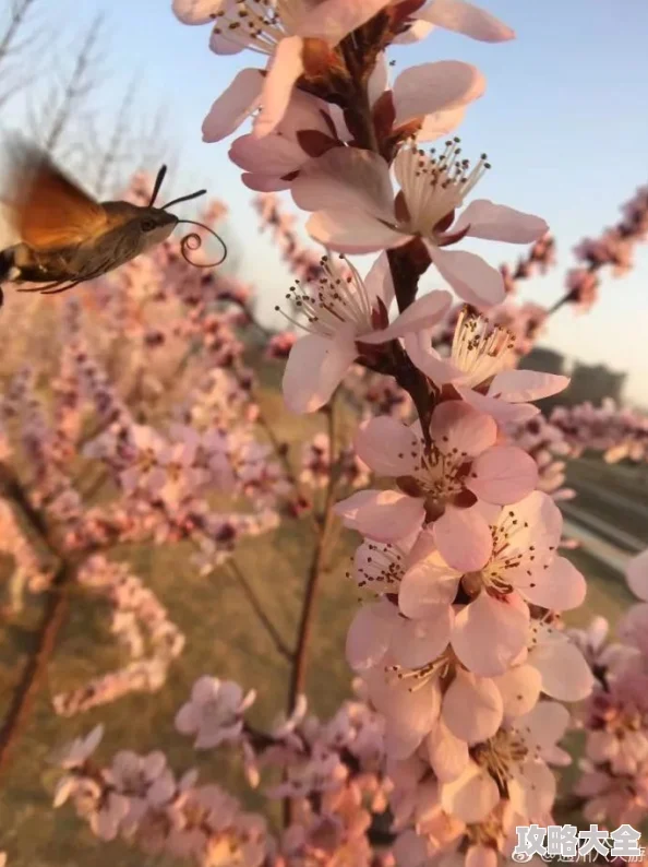 麻豆91茄子 在线观看 - 快来看吧，不然你就错过了！